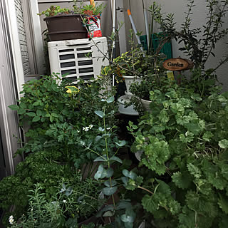 緑の有る暮らし/今日も突風ですね?/鉢を大きなのに植え替えや!/オリーブの木/花の成長が早い早いΣ( Д )ﻌﻌﻌ...などのインテリア実例 - 2018-04-07 14:50:15