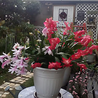 ガーデニング シャコバサボテンのインテリア実例 Roomclip ルームクリップ