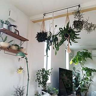 観葉植物 フィッシュボーンカクタスのインテリア実例 Roomclip ルームクリップ