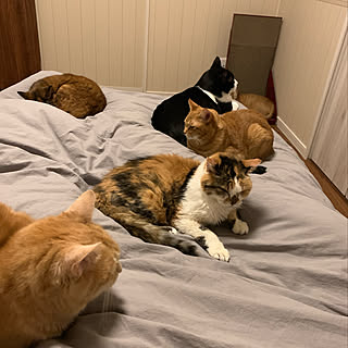 猫/猫と暮らす/ねこと暮らす/ねこのいる暮らし/ねこの日...などのインテリア実例 - 2020-02-22 09:09:16