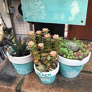 多肉植物 玄関外のインテリア実例 Roomclip ルームクリップ