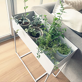 ロニセラレモンビューティーのインテリア実例 Roomclip ルームクリップ