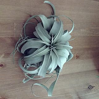 棚/エアプランツ/チランジアのインテリア実例 - 2013-06-06 11:42:30