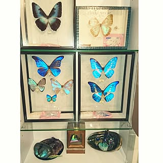 蝶 標本のインテリア実例 Roomclip ルームクリップ