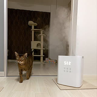リビング/加湿器/猫/一人暮らし/癒し...などのインテリア実例 - 2019-11-22 22:57:14