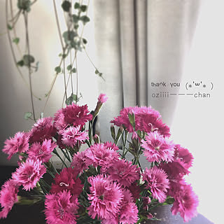 優しいおずぃーーーーちゃん/畑の花/いい香り/撫子/コメントお気遣いなく♡...などのインテリア実例 - 2019-05-24 10:12:40