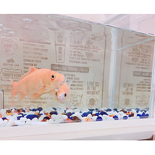 ダイソー 金魚のエサのまとめページ Roomclip ルームクリップ ダイソー 金魚のエサのまとめページ Roomclip ルームクリップ