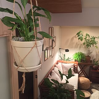 壁/天井/スパティフィラム/ハンギングプランター/10分でできる/観葉植物...などのインテリア実例 - 2017-02-12 21:52:59