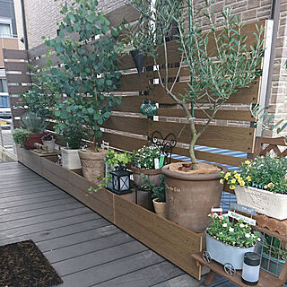寄せ植え大好き シマトネリコの鉢植えのインテリア実例 Roomclip ルームクリップ