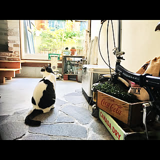 2019.8.11/Coleman/アラジンストーブ/Roverの折り畳み自転車/薪ストーブのある暮らし...などのインテリア実例 - 2019-08-11 14:09:06