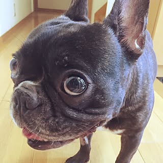 玄関/入り口/廊下壁紙思案中/退院しました‼︎/いつもありがとう/愛してる♡...などのインテリア実例 - 2017-06-17 00:45:47