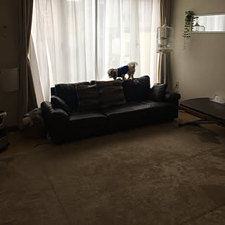 ニトリ 雨で暗い部屋のインテリア実例 Roomclip ルームクリップ