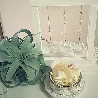 milkちゃんからのサプライズ♡/milkちゃんシェルアレンジ/RURULOVEちゃんサンキャッチャー/キセログラフィカくらぶ♡/いいね♡フォローありがとうございます♡...などのインテリア実例 - 2017-05-26 08:54:03