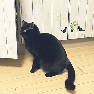 キッチン/百均/リメイクシート木目調/ねこばかりでごめんなさい/ねこのいる日常...などのインテリア実例 - 2018-03-12 11:17:50