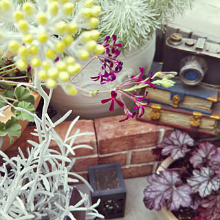 ヘリクリサムコルマのインテリア実例 Roomclip ルームクリップ