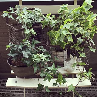 玄関/入り口/中古品/うさぎ/ワイヤーバスケット/いいね、フォロー本当に感謝デス☺︎...などのインテリア実例 - 2016-04-06 20:12:27