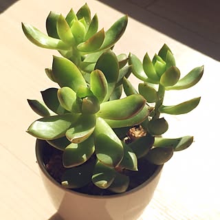 多肉植物 水苔のインテリア実例 Roomclip ルームクリップ