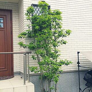 シンボルツリー 常緑樹のインテリア実例 Roomclip ルームクリップ