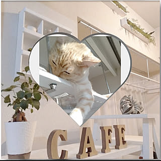 壁/天井/DIY リメイク/キャットウォークDIY/HARU/いたずら子猫...などのインテリア実例 - 2020-01-02 11:39:21