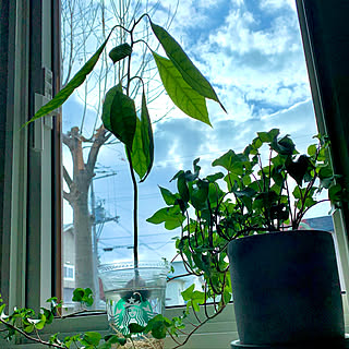 日光浴 日光浴中の観葉植物のインテリア実例 Roomclip ルームクリップ