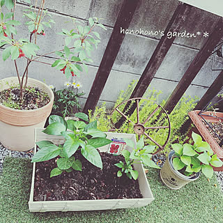 プランター菜園 ミニパプリカ 家庭菜園 ピーマン栽培 ドウダンツツジ などのインテリア実例 19 04 29 09 43 33 Roomclip ルームクリップ