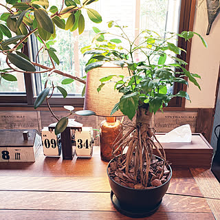 観葉植物のある暮らし ヘテロパナックスのインテリア実例 Roomclip ルームクリップ