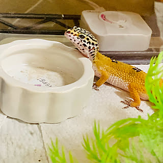 レオパ 爬虫類のいる暮らしのインテリア実例 Roomclip ルームクリップ