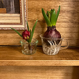 ヒヤシンス水耕栽培 水耕栽培初めました のインテリア実例 Roomclip ルームクリップ ヒヤシンス水耕栽培 水耕栽培初めました のインテリア実例 Roomclip ルームクリップ