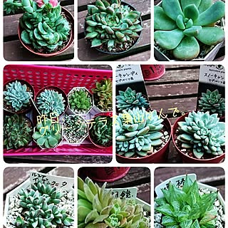 玄関/入り口/玄関でも玄関/入り口でもないですが/多肉植物/多肉狩り/葉山...などのインテリア実例 - 2017-05-28 09:26:18