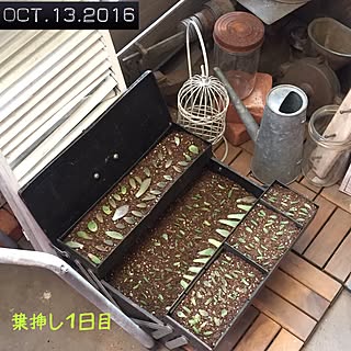 玄関/入り口/工具箱/成長しますように/葉挿し/多肉植物...などのインテリア実例 - 2016-10-13 15:43:00
