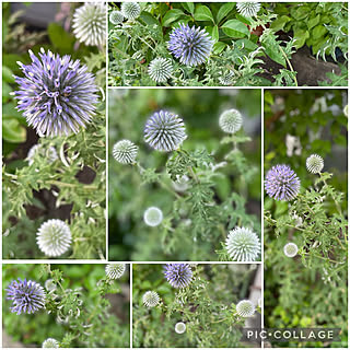 瑠璃玉アザミのインテリア実例 Roomclip ルームクリップ