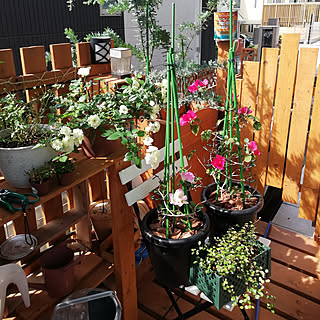 ミニバラ グリーンアイスのインテリア実例 Roomclip ルームクリップ