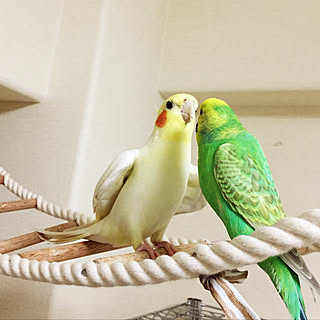 リビング/小鳥さん/鳥/みなさんの素敵なインテリアに癒されてます/RCの出会いに感謝♡...などのインテリア実例 - 2017-11-02 19:55:51