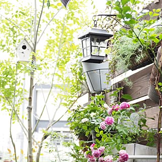 シマトネリコ 巣箱のインテリア実例 Roomclip ルームクリップ