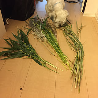 ド田舎暮らし大好き/とーちゃん!だって0円ょ!/ちびっ子ギャングの散歩にて/稲貰ったぜェ!/今日の収穫^_^...などのインテリア実例 - 2017-09-27 16:14:42