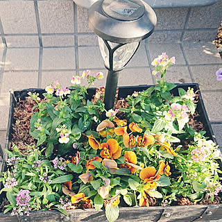 ネメシア チョコバナナのインテリア実例 Roomclip ルームクリップ