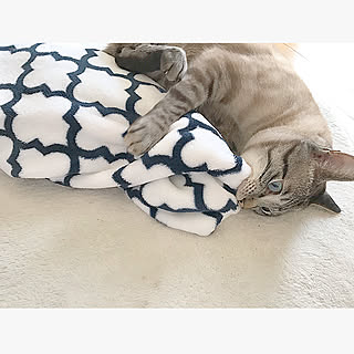 モロッカン柄/SPARA×SHIGERU/保護猫/ねこと暮らす。/ねこのいる日常...などのインテリア実例 - 2019-09-20 15:31:02