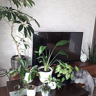 観葉植物 シンゴニウム チョコレートのインテリア実例 Roomclip ルームクリップ 観葉植物 シンゴニウム チョコレートのインテリア実例 Roomclip ルームクリップ