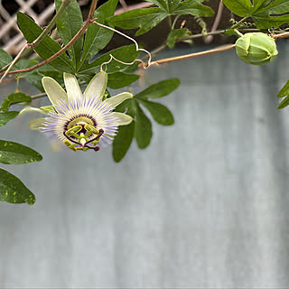 時計草の花のインテリア実例 Roomclip ルームクリップ