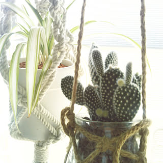 観葉植物/RCの出会いに感謝♡/フォロワー様に感謝❤️/いいね!コメントありがとうございます☆/押し逃げごめんなさい(´vωv`*)...などのインテリア実例 - 2018-03-18 09:51:34