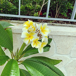 ハワイアン 花壇のインテリア実例 Roomclip ルームクリップ