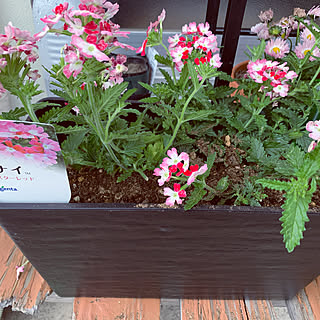 散らかってる自慢 花のある暮らしのインテリア実例 Roomclip ルームクリップ