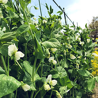 気持ちいい エンドウ豆の花のインテリア実例 Roomclip ルームクリップ