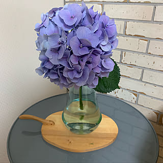 紫陽花 切り花のインテリア実例 Roomclip ルームクリップ