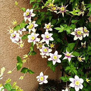 春の花 挿し芽 挿し木のインテリア実例 Roomclip ルームクリップ
