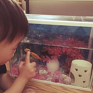 リビング/次男/水槽/金魚のインテリア実例 - 2016-06-30 11:11:48