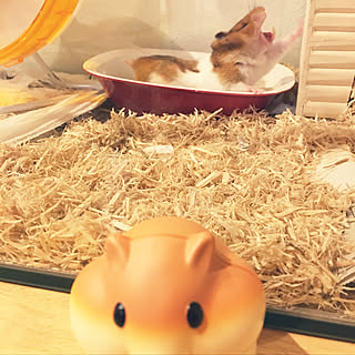 机 ゴールデンハムスターのインテリア実例 Roomclip ルームクリップ