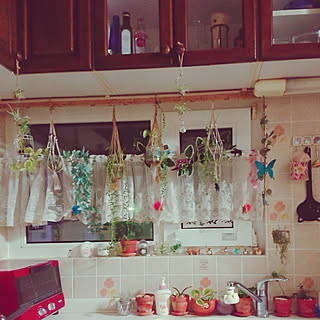 キッチン/観葉植物/インテリアグリーン/ダイソー/セリア...などのインテリア実例 - 2020-02-22 23:39:47