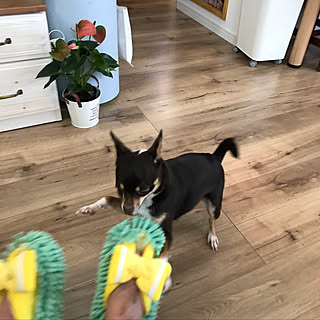 癒しのワンコ/チョコタンチワワ/チワワ2匹飼ってます!/スムチー/モップスリッパ...などのインテリア実例 - 2019-05-11 13:32:22