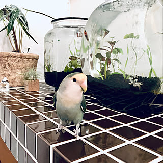 アロカシア/コザクラインコ/アクアリウム/金魚/タイル...などのインテリア実例 - 2019-11-13 22:12:49